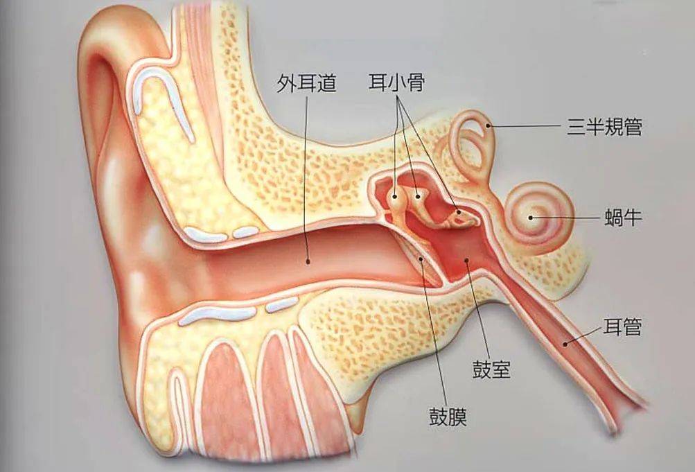 读懂你的“听觉器官” 基础认知篇：耳朵是如何“听到声音”的？